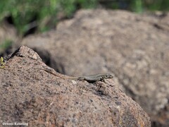 Gallotia galloti