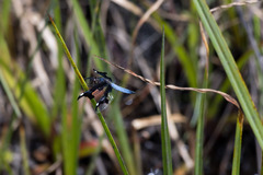 Palpopleura portia