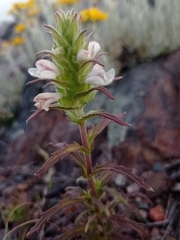 Bellardia trixago