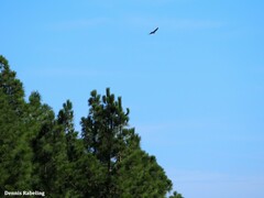 Buteo buteo insularum
