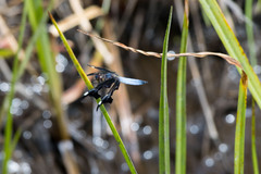 Palpopleura portia