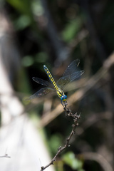 Trithemis stictica