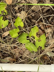 Matelea edwardsensis