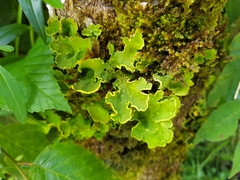 Crocodia