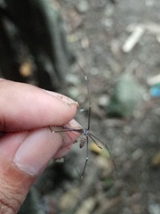 Smeringopus pallidus