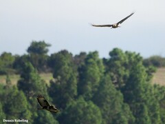 Buteo buteo insularum