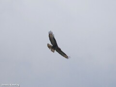 Buteo buteo insularum