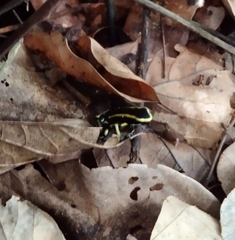 Dendrobates truncatus