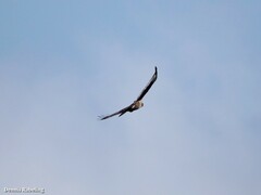 Buteo buteo insularum