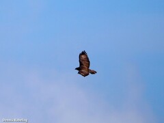 Buteo buteo insularum