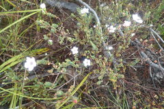 Adenandra uniflora