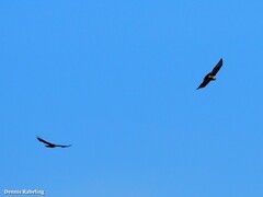 Buteo buteo insularum