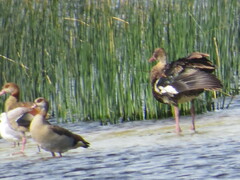 Plectropterus gambensis