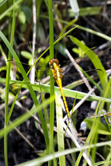 Orthetrum hintzi