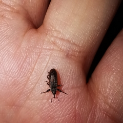 Coccotorus beijingensis