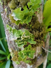 Crocodia