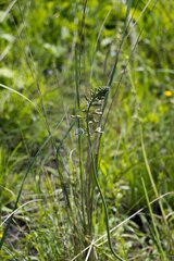 Drimia elata