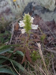 Bellardia trixago