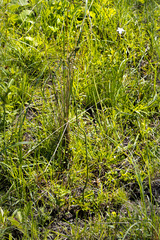 Drimia elata