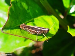 Calliptamus plebeius