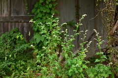 Artemisia lactiflora