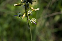 Drimia elata