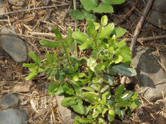 Escallonia illinita