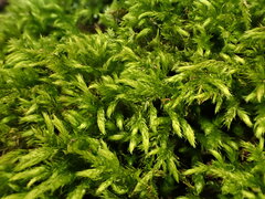 Cirriphyllum crassinervium