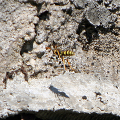 Polistes dominula