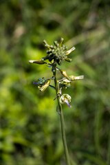 Drimia elata