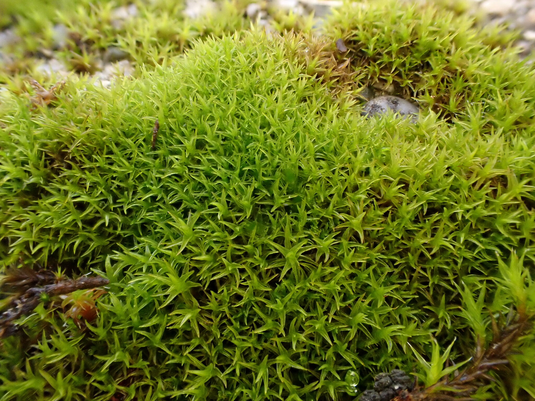 Didymodon rigidulus