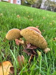 Xerocomellus chrysenteron