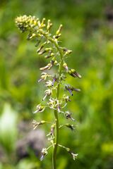 Drimia elata