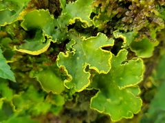 Crocodia