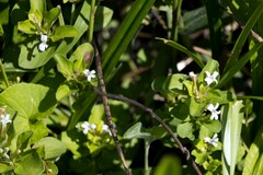 Dyschoriste burchellii