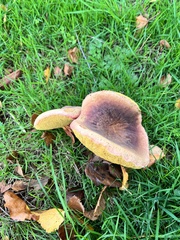 Xerocomellus chrysenteron