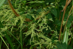 Reynoutria multiflora