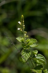 Endostemon obtusifolius