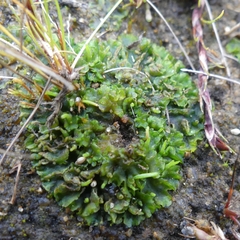 Phaeoceros carolinianus