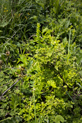 Endostemon obtusifolius