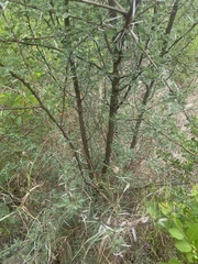 Vachellia swazica