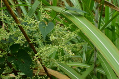 Reynoutria multiflora