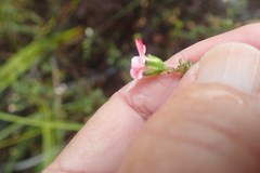 Adenandra uniflora