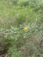 Vachellia swazica