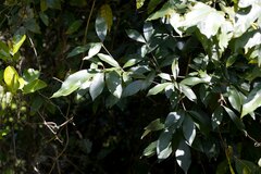 Englerophytum natalense