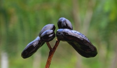 Enterolobium timbouva