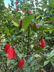 Malvaviscus arboreus