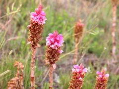 Satyrium carneum