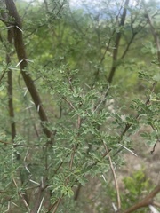 Vachellia swazica