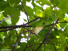 Regulus regulus teneriffae